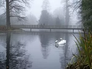Mist Gallery: The Lake