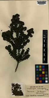 Herbarium specimens Collection: Lamiaceae - Westringia rubiifolia