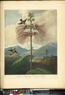 Watercolor Collection: Large Flowering Sensitive Plant
