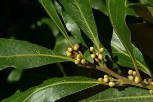 Herb Collection: Laurus nobilis, bay tree