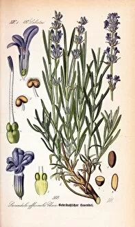 Herbal Gallery: Lavandula officinalis (lavender), 1889