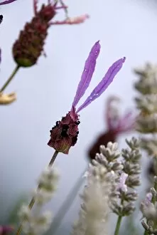 Purple Flower Collection: Lavender