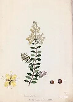 Botanical Art Gallery: Lawsonia inermis, Willd. (Henna)