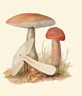 Fungi Collection: Leccinum scabrum, c. 1915-45