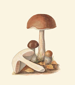 Mushroom Gallery: Leccinum scabrum, c.1915-45
