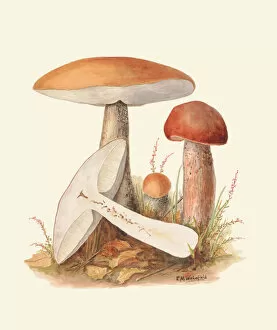 Images Dated 12th January 2022: Leccinum versipelle, 1915-45