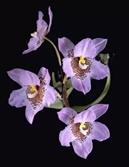 Lilac Collection: Lemboglossum cervantesii