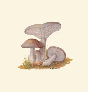 Fungi Gallery: Lepista nuda, c.1915-1945