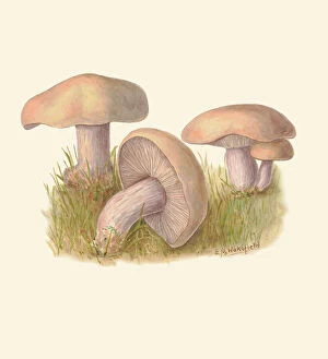 Fungus Collection: Lepista personata, c. 1915-45