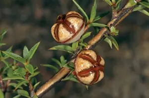 Plants and Fungi Gallery: Leptospermum continentale
