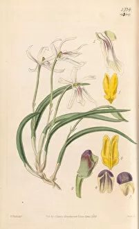 Orchids Collection: Leptotes bicolor, 1840
