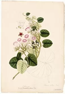 Botanical Art Collection: Lettsomia setosa Roxb