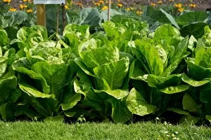 Edible plants Gallery: Lettuces