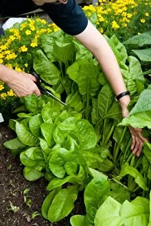 Edible plants Gallery: Lettuces in vegetable plot