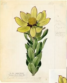 Botanical Art Collection: Leucadendron grandiflorum ( Great-flowered Leucadendron )