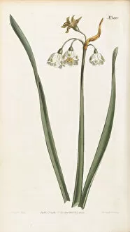 Edwards Collection: Leucojum aestivum, 1809