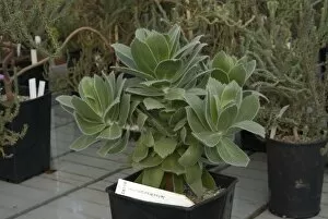 Proteaceae Gallery: Leucospermum