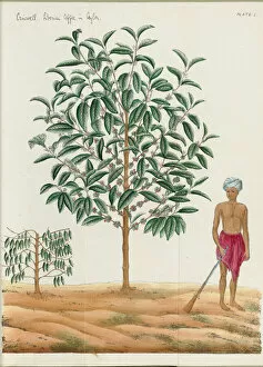 Edible Plants Collection: Liberian coffee in Ceylon (Plate I), 1878