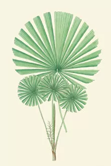 Botanical Illustration Gallery: Licuala longipes, 1850