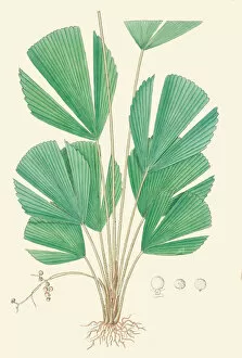 Botanical Art Gallery: Licuala triphylla, 1850
