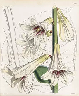 Walter Hood Fitch Gallery: Lilium giganteum, 1852