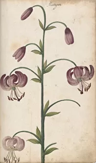 Botanical Illustration Gallery: Lilium martagon, 1610