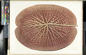 Plants and Fungi Gallery: The Lily Leaf from Victoria Regia by John Fiske Allen