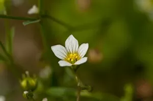 White Flower Gallery: Linum catharticum