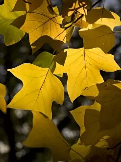 Autumn Colour Gallery: Liriodendron