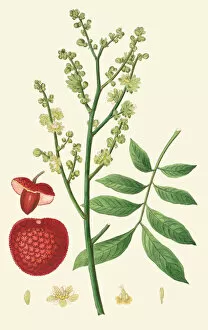 Botanical Gallery: Litchi chinensis, 1816ÔÇô1827
