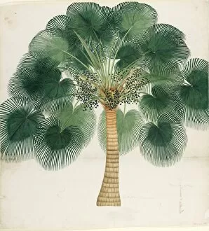 Watercolour Gallery: Livistona chinensis, ca 18th century
