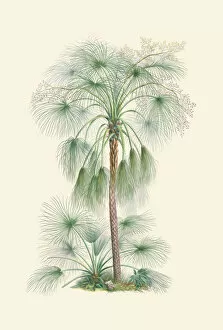 Von Martius Gallery: Livistona humilis, 1823-53