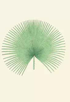 Palm Gallery: Livistona jenkinsiana, 1850
