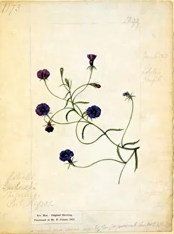 Botanical Art Gallery: Lobelia speculum ( Looking-glass Lobelia )
