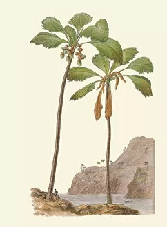 Curtiss Botanical Magazine Collection: Lodoicea maldivica