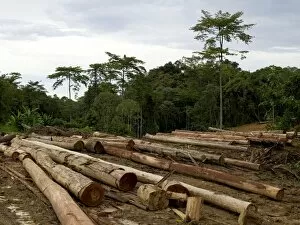 Trees Gallery: Logging, Malaysia