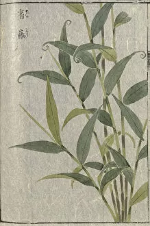 Double Page Gallery: Lopatherum grass (Lophatherum gracile), woodblock print and manuscript on paper, 1828