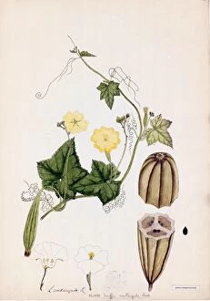 Botanical Art Collection: Luffa acutangula Roxb, 1795-1804
