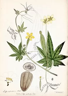 Cucurbitaceae Gallery: Luffa pentandra, Roxb