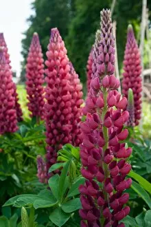 Images Dated 28th March 2015: Lupinus My Castle