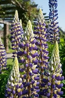 Images Dated 28th March 2015: Lupinus The Govenor