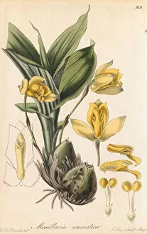 Botanical Gallery: Lycaste aromatica, 1827