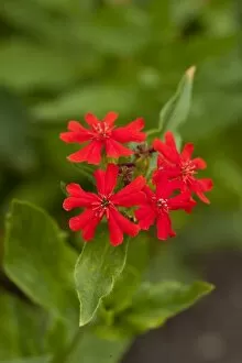 Flowers Collection: Lychnis chalcedonica Maltese Cross Lychnis chalcedonica Maltese Cross