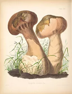 Mushroom Gallery: Lycoperdon excipuliforme, 1847-1855