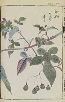 Woodblock Print Gallery: Lyreleaf nightshade with green berries (Solanum lyratum Thunb), 1828