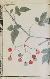 Woodblock Print Collection: Lyreleaf nightshade with red berries (Solanum lyratum Thunb)