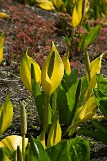 Yellow Flower Gallery: Lysichiton americanus