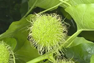 Seeds and Fruits Gallery: Maclura pomifera