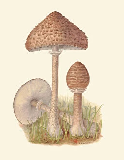 Fungi Collection: Macrolepiota procera, c.1915-45