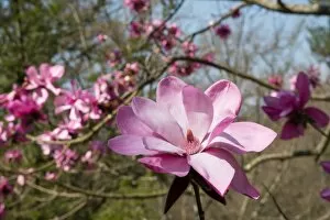 Pink Flower Gallery: Magnolia